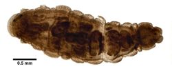 Xironodrilus pulcherrimus image