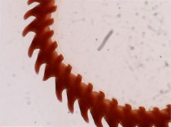 Flabellina salmonacea image