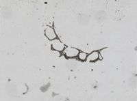 Microporella cribrosa image
