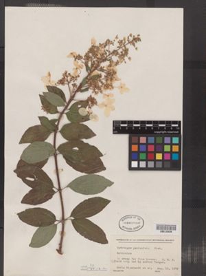 Image of Hydrangea paniculata
