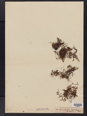 Image of Hymenophyllum capillaceum