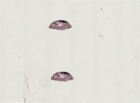 Plagiostomum stellatum image