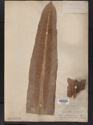 Asplenium australasicum image