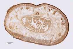 Amphiporus gelatinosus image