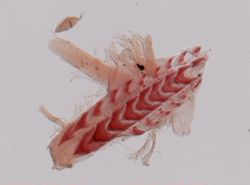 Flabellina gracilis image