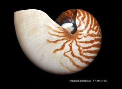 Nautilus pompilius image