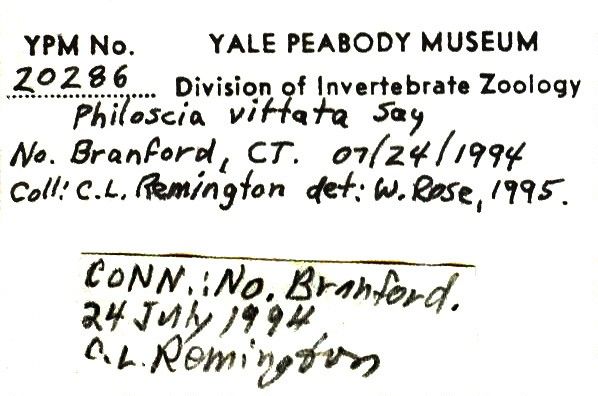 To Yale Peabody Museum of Natural History (YPM IZ 020286)