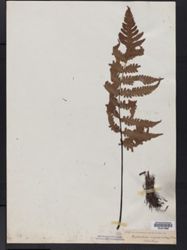 Tectaria sagenioides image