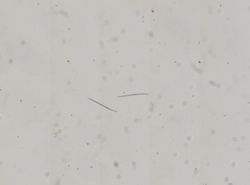 Cladorhiza flosabyssi image