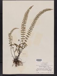 Asplenium monanthes image
