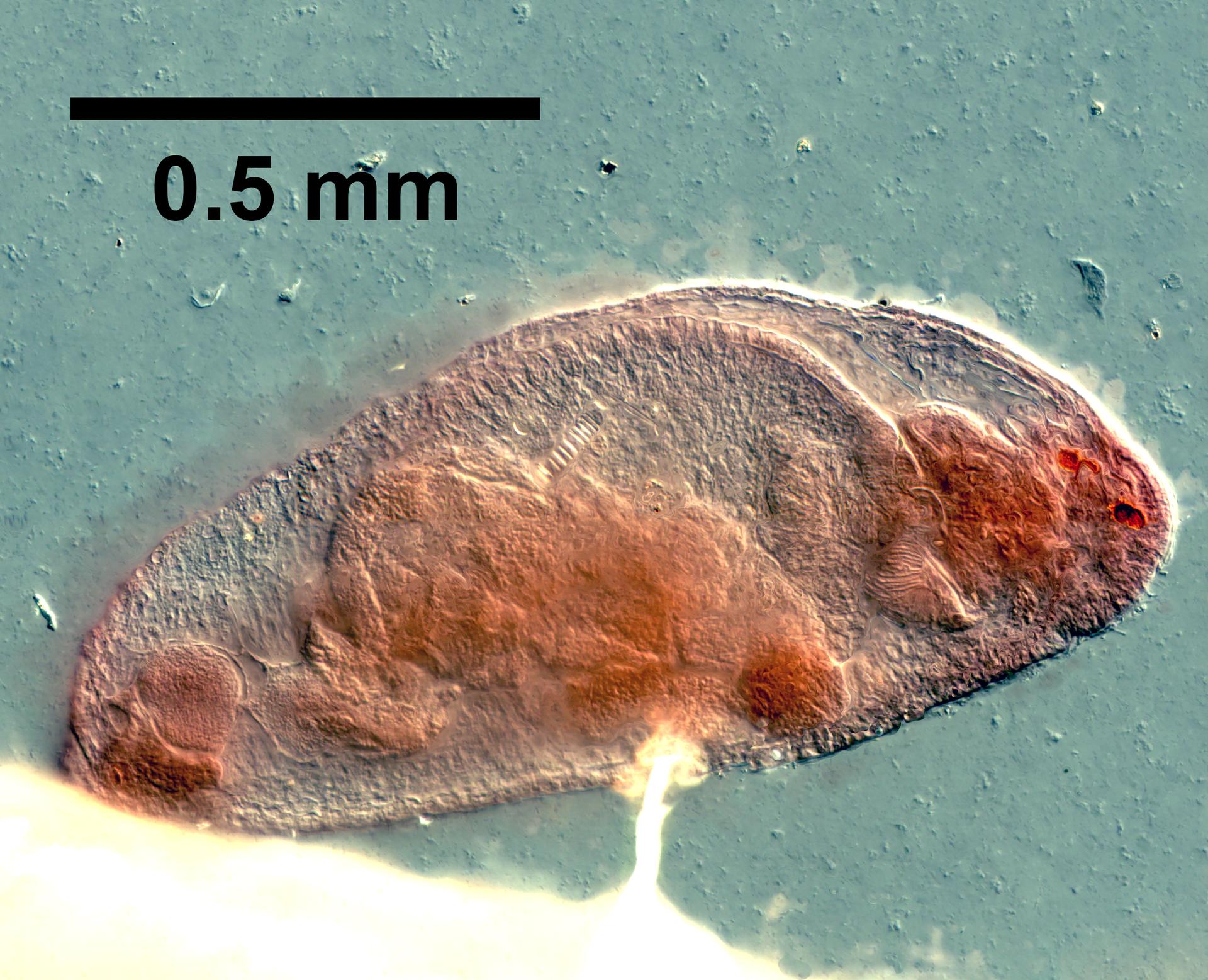 Dinophilus gardineri image