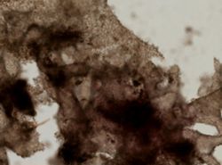 Clathrina coriacea image
