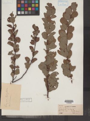 Prunus maritima var. gravesii image