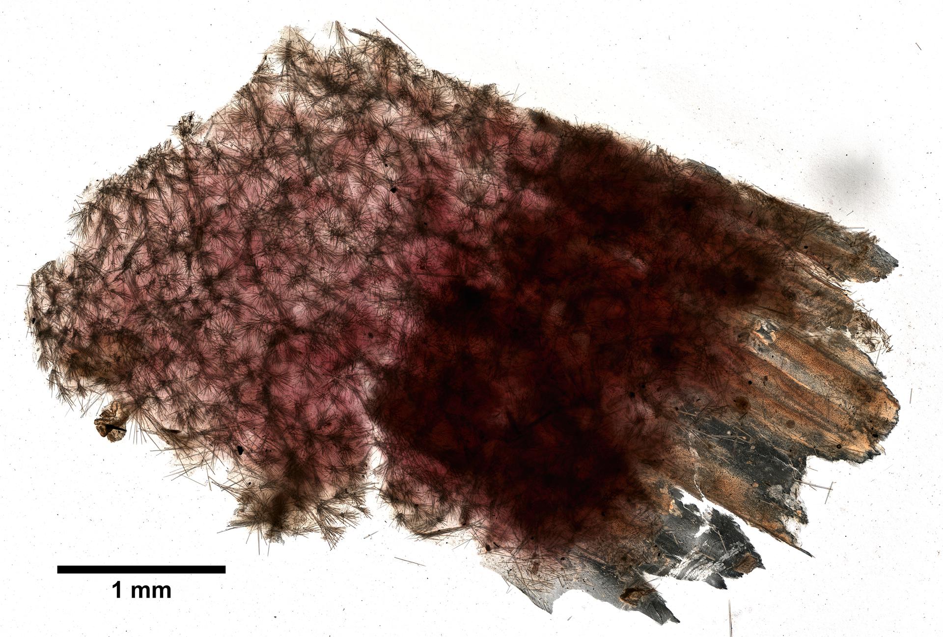 Microciona microchela image