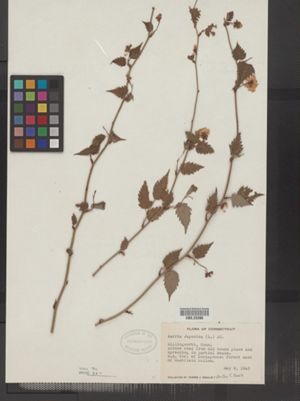 Kerria japonica image