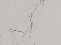 Cladorhiza flosabyssi image