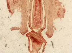 Cerebratulus lacteus image