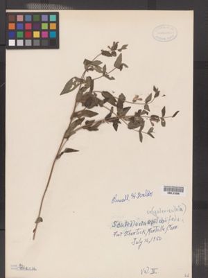 Image of Scutellaria galericulata