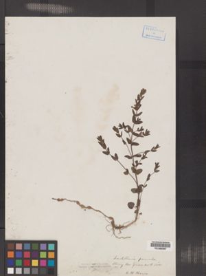 Scutellaria parvula var. missouriensis image