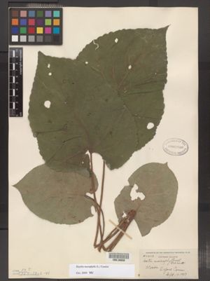 Eurybia macrophylla image