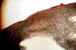 Cervicornia cuspidifera image