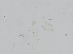 Pomatiopsis binneyi image