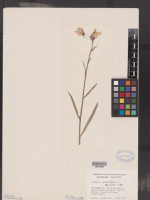 Image of Campanula persicifolia
