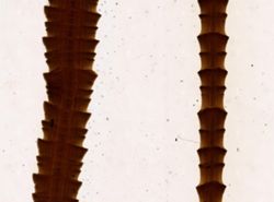 Bothriocephalus scorpii image