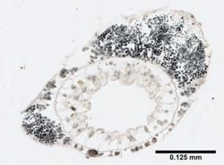Hydra oligactis image