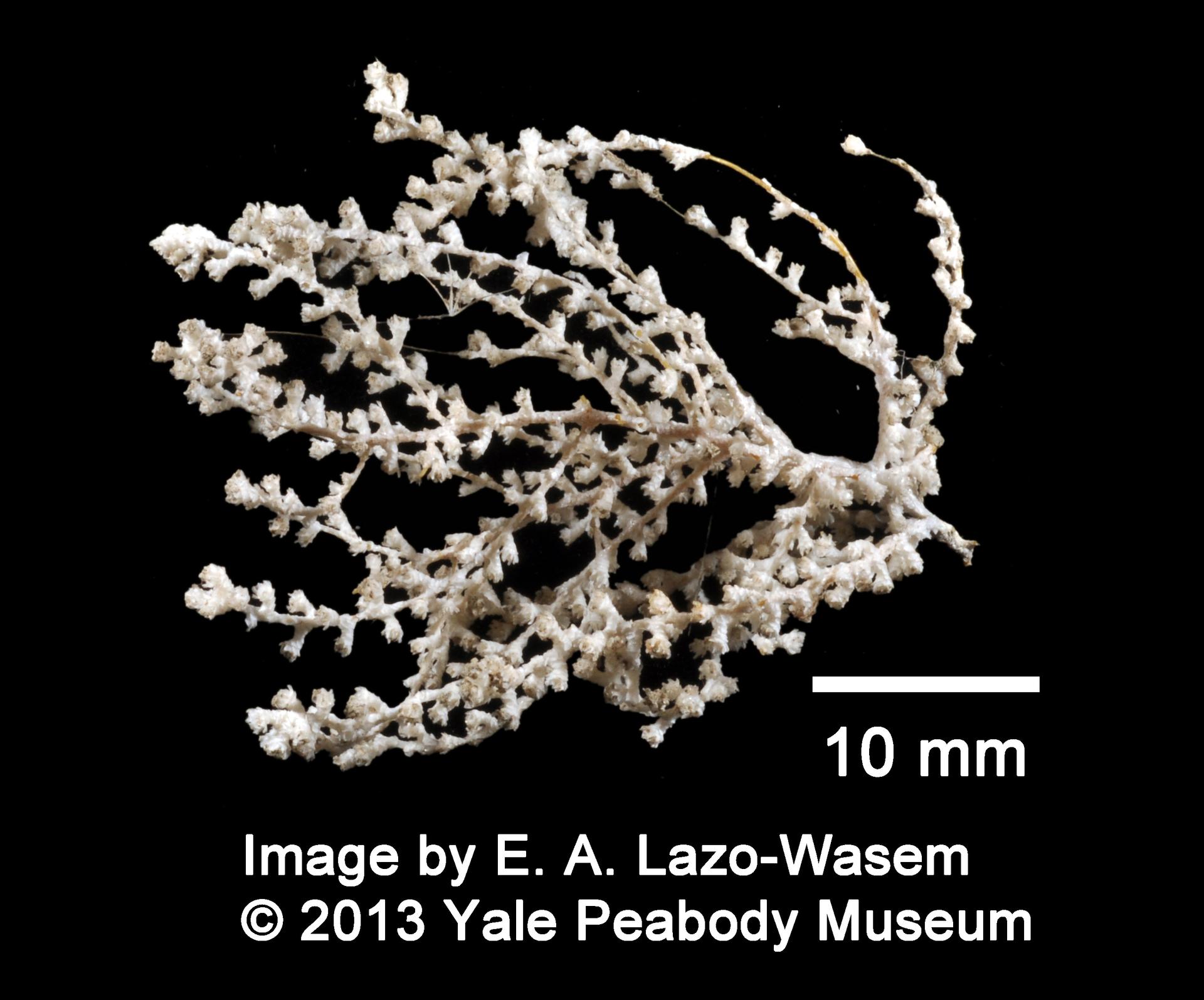To Yale Peabody Museum of Natural History (YPM IZ 060948)