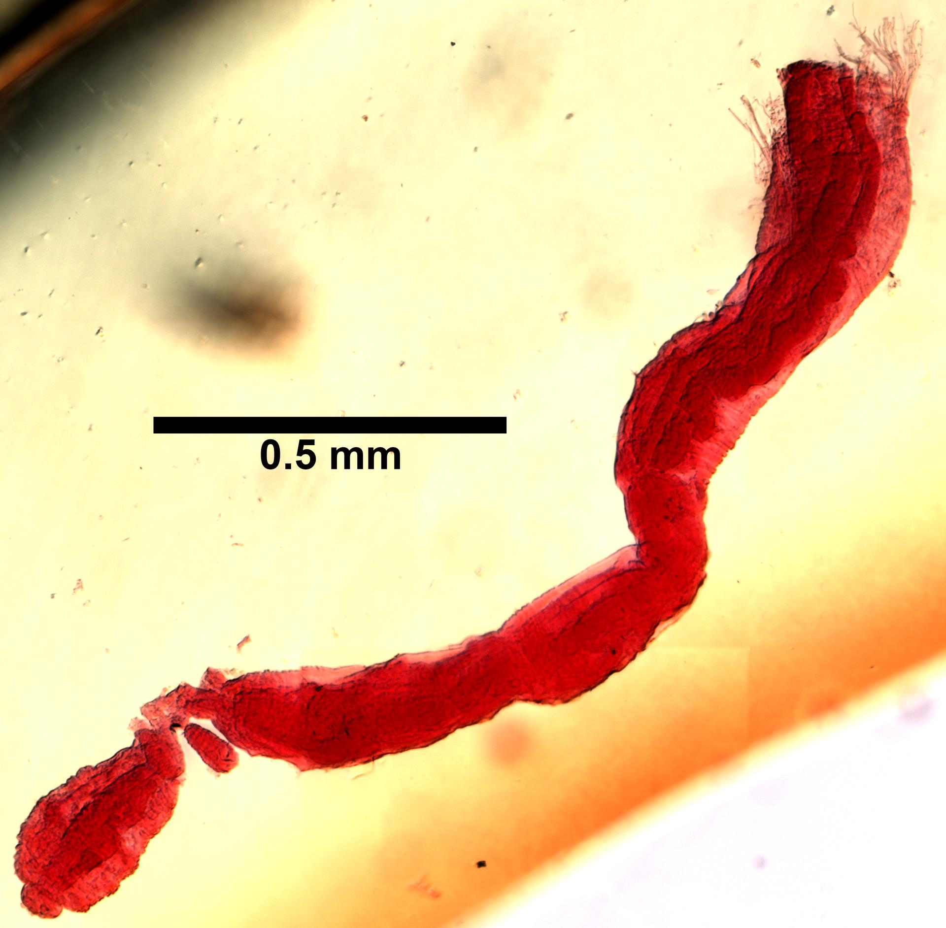 Limnodriloides medioporus image