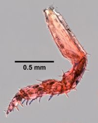Scyphacella arenicola image