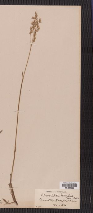 Hierochloe hirta ssp. hirta image
