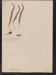 Image of Lepisorus clathratus