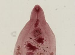 Dicrocoelium dendriticum image