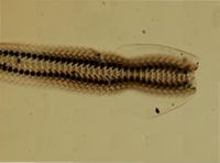 Chaetopleura apiculata image