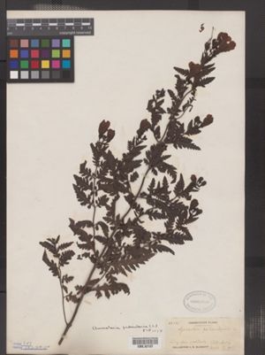 Image of Aureolaria pedicularia