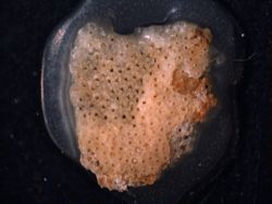 Pleuromucrum gorgonense image