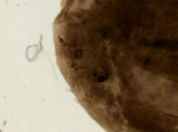 Plehnia ellipsoides image