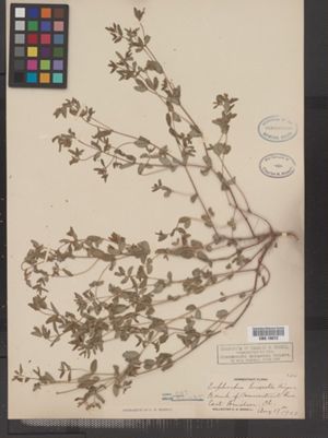 Chamaesyce vermiculata image