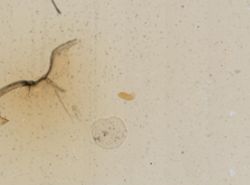 Pyrgophorus coronatus image