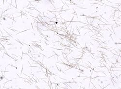 Ceratoporella nicholsoni image