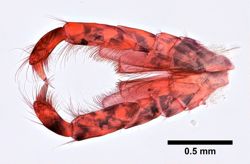 Marinogammarus obtusatus image