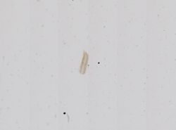 Hydrobia truncata image