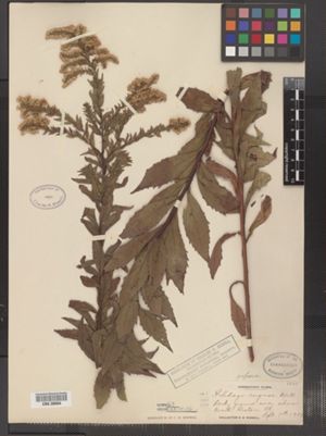 Solidago rugosa ssp. aspera image