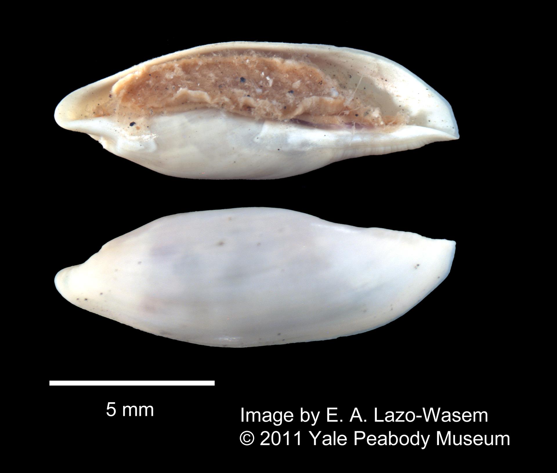 To Yale Peabody Museum of Natural History (YPM IZ 051407)
