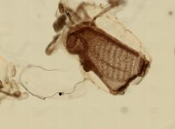 Ecteinascidia turbinata image