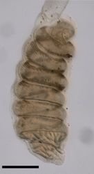 Physophora hydrostatica image