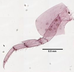 Hyalella azteca image