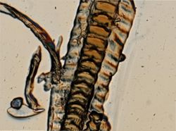 Dendronotus frondosus image